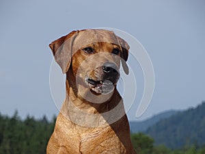 A dog, rhodesian ridgeback