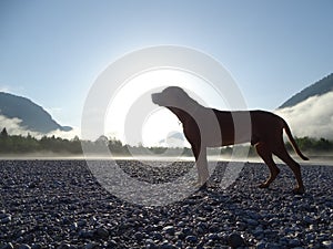 A dog, rhodesian ridgeback