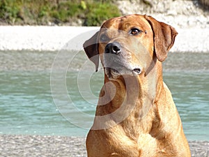 A dog, rhodesian ridgeback