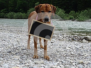 Dog Rhodesian ridgeback and chalkboard in nature photo
