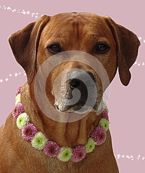 Dog rhodesian ridgeback with dog collar of santini flowers