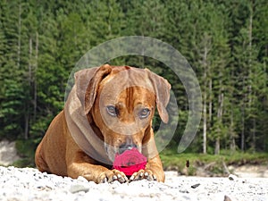 A dog, rhodesian ridgeback with red rose