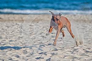 Dog rhodesian ridgeback running at the along the sandy beach