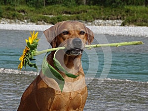 A dog, rhodesian ridgeback with sunflower