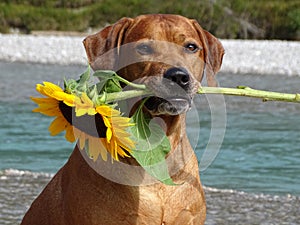 A dog, rhodesian ridgeback with sunflower