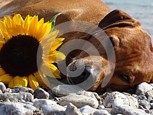 A dog, rhodesian ridgeback with sunflower