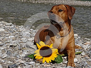 A dog, rhodesian ridgeback with sunflower