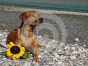 A dog, rhodesian ridgeback with sunflower