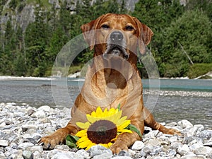 A dog, rhodesian ridgeback with sunflower