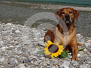 A dog, rhodesian ridgeback with sunflower