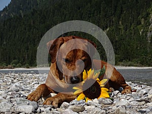 A dog, rhodesian ridgeback with sunflower