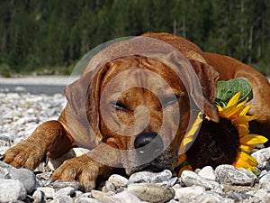 A dog, rhodesian ridgeback with sunflower
