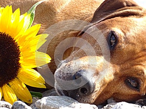 A dog, rhodesian ridgeback with sunflower