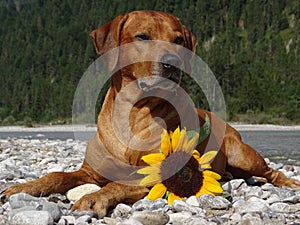 A dog, rhodesian ridgeback with sunflower