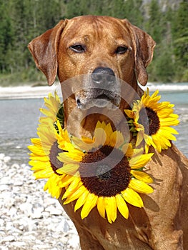 A dog, rhodesian ridgeback with sunflowers