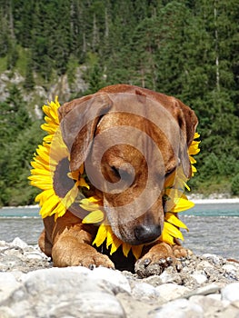 A dog, rhodesian ridgeback with sunflowers