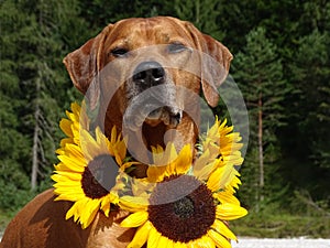 A dog, rhodesian ridgeback with sunflowers