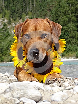 A dog, rhodesian ridgeback with sunflowers