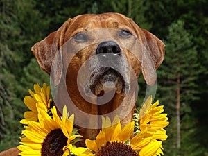 A dog, rhodesian ridgeback with sunflowers