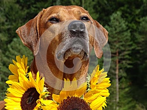 A dog, rhodesian ridgeback with sunflowers