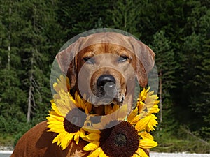 A dog, rhodesian ridgeback with sunflowers