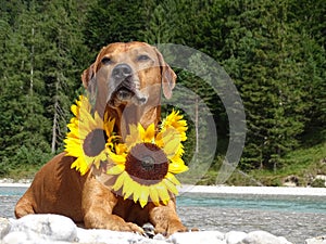 A dog, rhodesian ridgeback with sunflowers