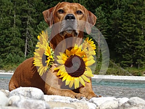 A dog, rhodesian ridgeback with sunflowers