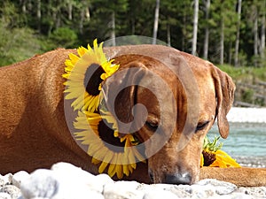 A dog, rhodesian ridgeback with sunflowers