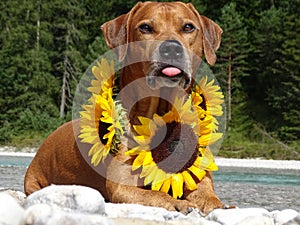 A dog, rhodesian ridgeback with sunflowers