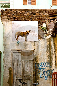 Dog in Ribeira Brava in Sao Nicolau in Cape Verde photo
