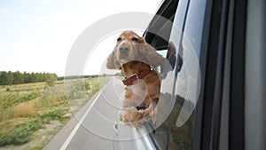 The dog rides in the car and looks out the open window