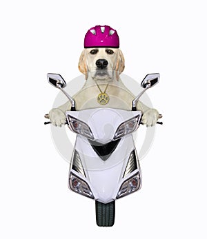 Dog rides moped in purple helmet