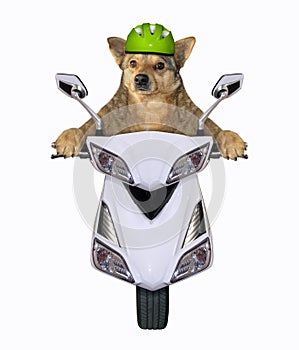 Dog rides a white moped