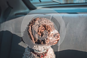 dog riding in the backseat of the car