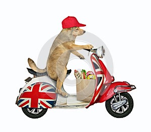 Dog riding english moped 2