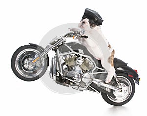 Dog riding motorcycle