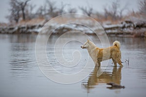 The dog on the river