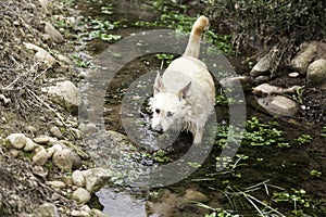 Dog in river