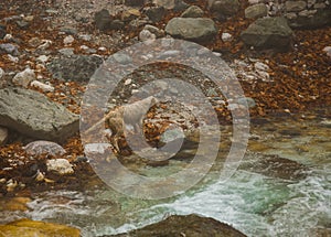 Dog in a river with colored stones and hot springs in Loutra Pozar photo