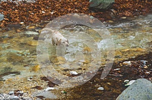 Dog in a river with colored stones and hot springs in Loutra Pozar photo