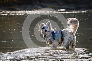 Dog in River photo