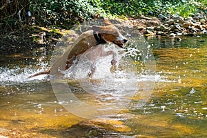 Dog in the river jumping through
