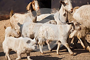 Dog roams in between a herd of goat