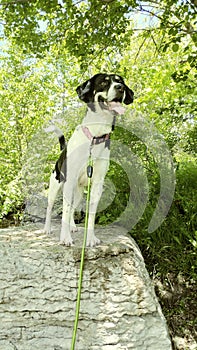 Dog on rock