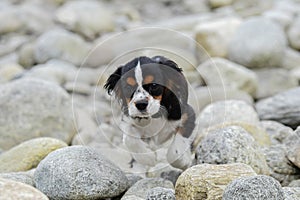 Dog among the rocks