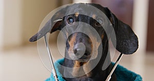 Dog in the role of doctor with a stethoscope in his ears conducts an examination