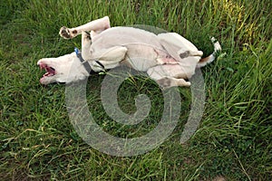 Dog rolling on grass