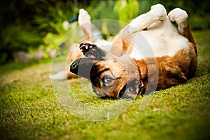 Dog rolling on grass