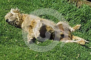 Dog rolling in grass