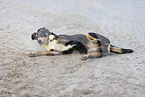 Dog is rolling on sand in a city park. Appenzeller Sennenhund